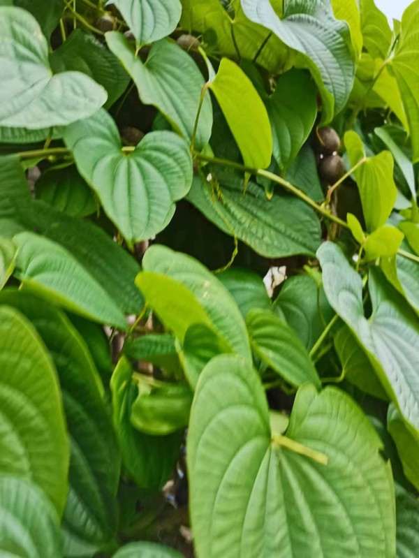 国宝级中医——吴训明